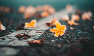 有种爱叫做放手