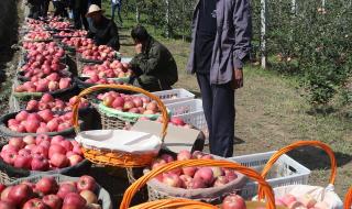 像一棵树标志的首饰是什么品牌 一棵树是什么牌子