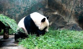 杭州野生动物园几点开始表演 杭州野生动物园地址