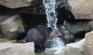 上海动物园门票是多少 上海动物园门票团购