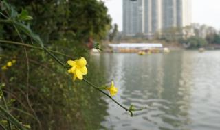 冬四九天还会冷吗 五九和六九还冷吗