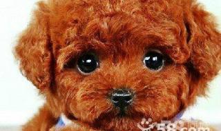 一言九鼎物是什么生肖 块儿八毛是什么生肖