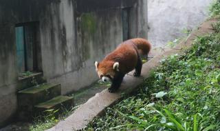 成都到卧龙熊猫基地旅游攻略 怎么去成都熊猫基地