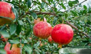 突尼斯软籽石榴几月发芽 突尼斯软籽石榴树适合哪里